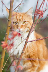 roter Maine-Coon-Katzer im Garten