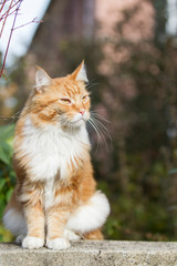 Obraz premium roter Maine-Coon-Katzer im Garten