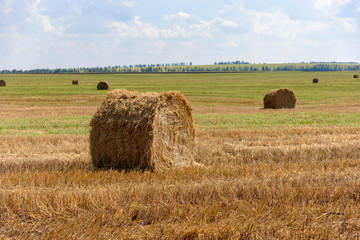 Rolls of hay on a huge field