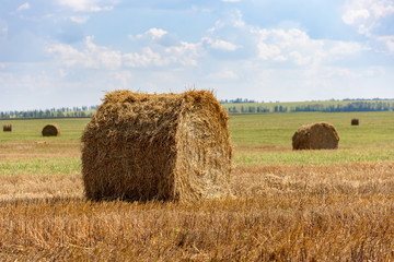 Fototapeta premium Rolls of hay on a huge field