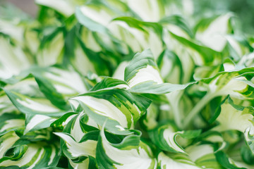 Fire and Ice hosta leaves in the garden, floral background