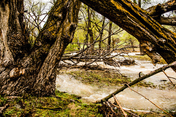 Beautiful Katun river in Altai in spring
