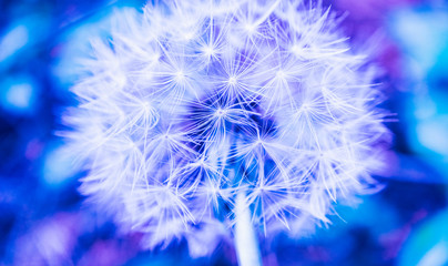 Fototapeta premium Dandelion closeup, abstract blue floral background. Careless mood and fragility concept.
