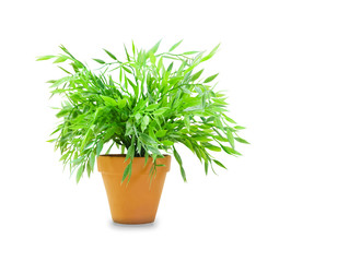 Bush dracaena in a pot isolated over white