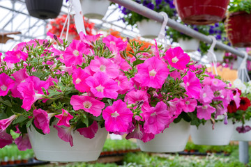 Hanging baskets full of bright pink petunias.