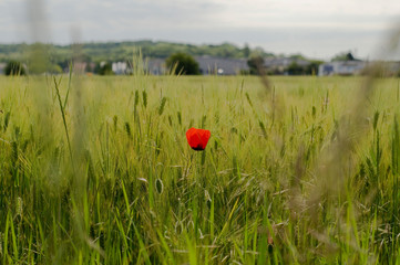 Mohn