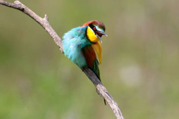 Portraits of bright and saturated color of European bee-eaters taken on a blurred beautiful background.