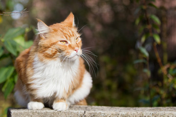 Obraz premium roter Maine-Coon-Katzer im Garten