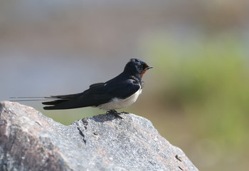 Portraits barn swallow (Hirundo rustica) sits on a stone. Shot from a very close distance, detailed photos
