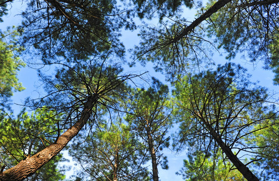 Pine forest seen from below of Fuencaliente in the Natural Park of the Valley of Alcudia and Sierra Madrona, province of Ciudad Real Castilla la Mancha Spain