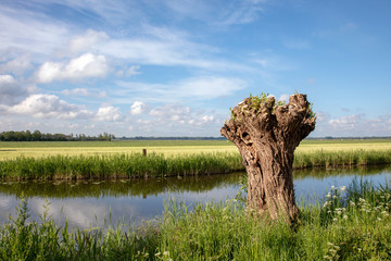 Recently pollard willow tree, one, on the edge of a creek, in the Eemnes polder on a sunny day with clouds in the sky. © Clara