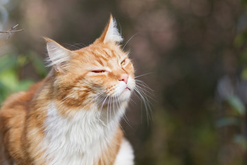 roter Maine-Coon-Katzer im Garten