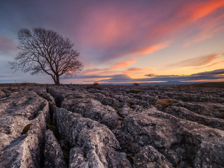Lone Tree at Malham