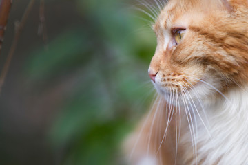 roter Maine-Coon Kater im Garten Rassekatze Mietze in der Nahaufnahme Schnurrhaare