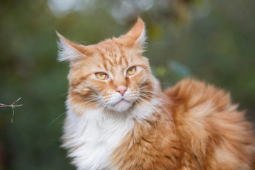 roter Maine-Coon-Katzer im Garten