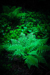 Green fern frond bushes in a forest bog. Mystical woods, green dark boondocks backdrop.