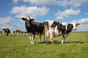 Two mature black and white cows, friesian holstein, standing in a pasture and a herd of cows at a...