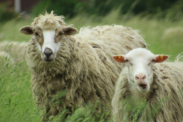 Sheep grazing in the meadow