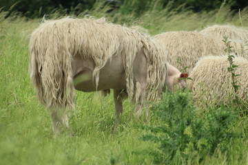 Sheep grazing in the meadow
