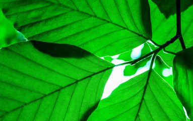 Leaves in sunlight, close up, green forest background. Colorful green bright sunny leaf macro view. Ecological concept, backdrop.