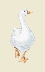 vector duck goose feathers white snow 