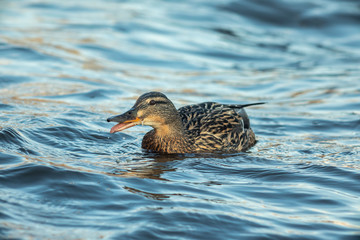 Fototapeta premium ducks swimming along the river