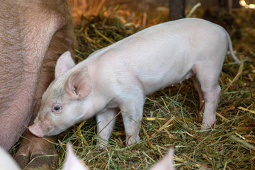 Newborn tiny pink cute sucking pig is standing in a stable on straw.