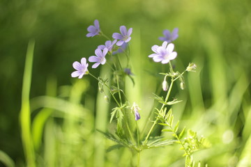 wild flowers