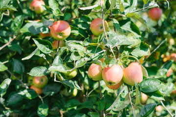 red-green apples on a tree