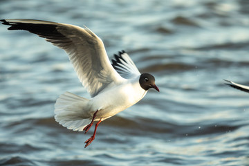 Fototapeta na wymiar Waterfowl seagull flies and water sets