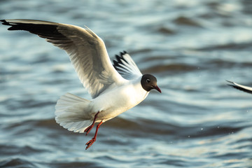 Waterfowl seagull flies and water sets