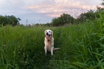 Happy smiling golden retriever puppy dog  in the green grass meadow in sunny summer evening. Pets care and happiness concept. Copy space background.