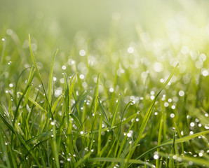 Dew, grass and sun
