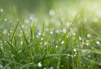 Macro of lawn in morning