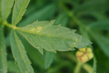 green and yellow leaf, floral background
