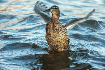 ducks swimming along the river