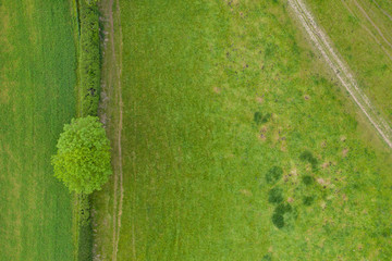 Overhead view of. a typical british farmers field and hedgerow with tree