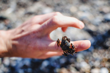 Crab on his fingers. vacation. close up. On a gray background. Beach. Sea. Ocean