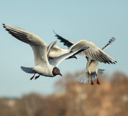 A black and white gull is flying