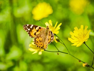 Butterfly lowers field. Crimea, May