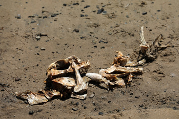 Toter Fisch Fischkopf Fischskelett am Strand