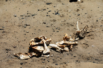 Toter Fisch Fischkopf Fischskelett am Strand