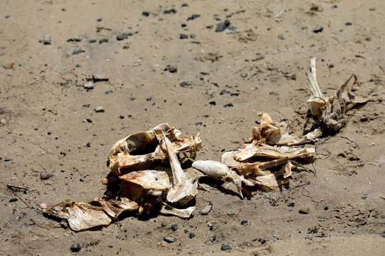 Toter Fisch Fischkopf Fischskelett am Strand