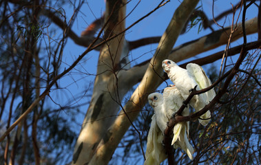 Kakadu Papagei in Australien