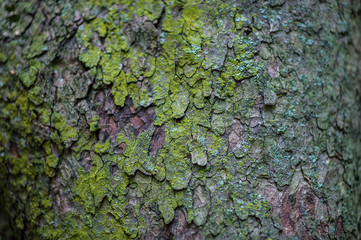 Textured close-up of dry cracks and crevices in the moss-covered bark of the trunk of an old-growth...