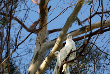 Kakadu Papagei in Australien