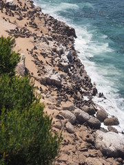 Seal Colony, Robberg Nature Reserve, Garden Route, South Africa