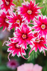 pink-scarlet with white flower phlox drummond, close up, macro