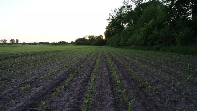 Frische Aussaat auf einem Feld f&uuml;r Maisernte