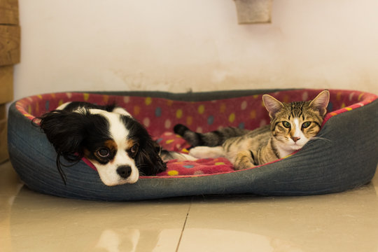 friendship between different domestic animals concept photography of laying in bed and looking side ways cat and King Charles Spaniel dog, good advertising picture for some shelter 